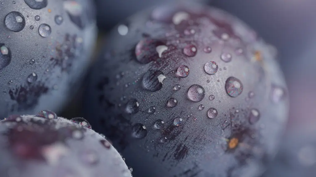 Gros plan macro sur la peau d'un raisin de Cabernet Sauvignon avec des gouttes de rosée